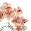 Orchid and Vine Arrangement in Vase