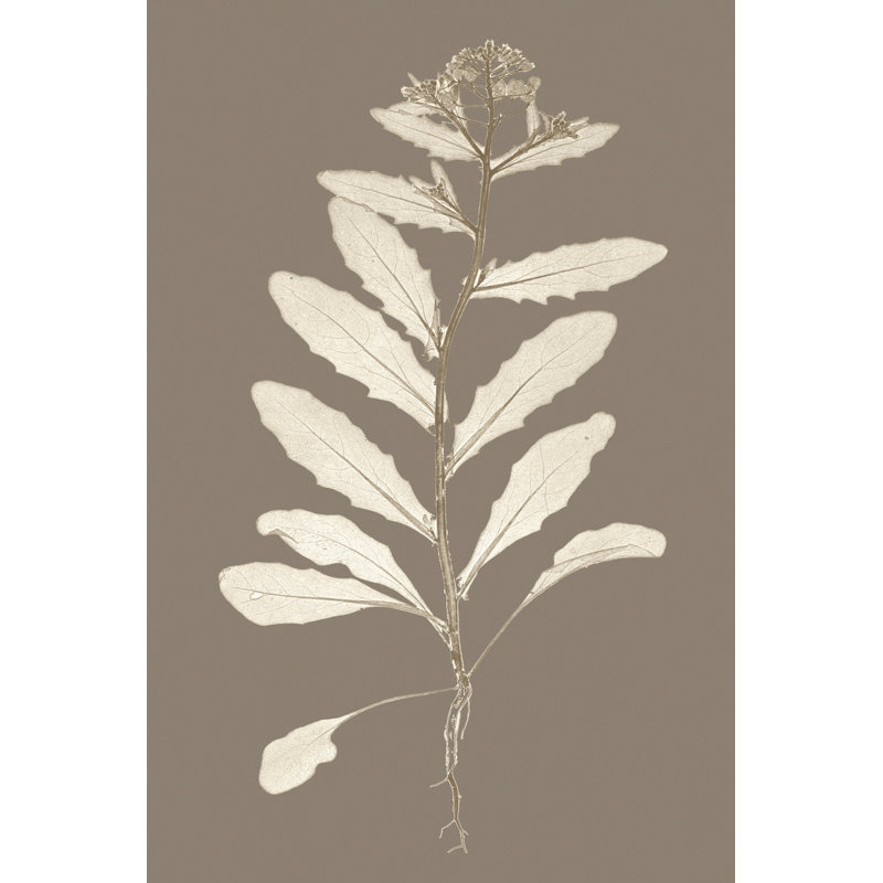Taupe Nature Study IV by Vision Studio - Wrapped Canvas Painting, 30cm H x 20cm W