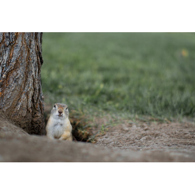" Groundhog By Tree " by Ahphotoswpg