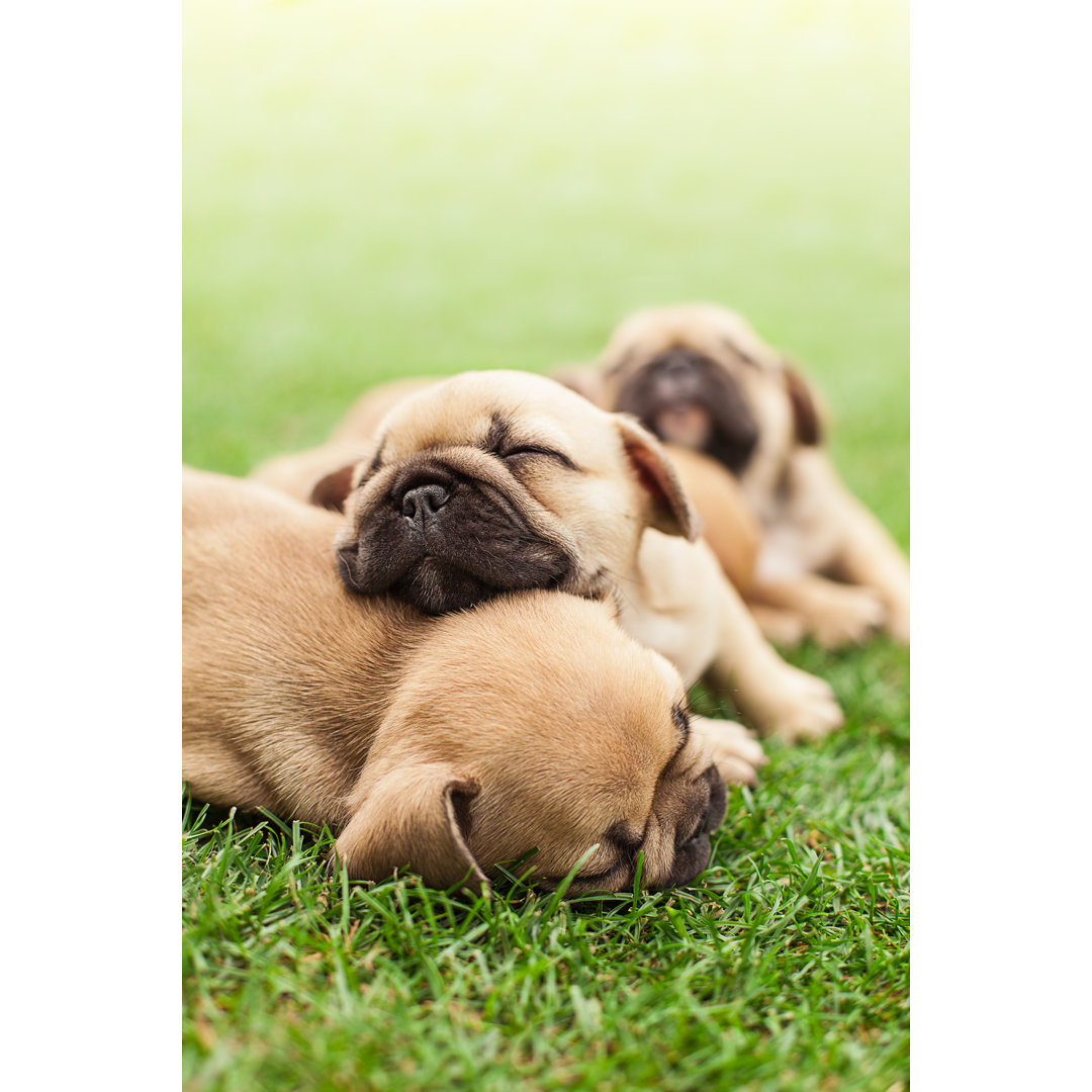 Leinwandbild Little Sleeping French Bulldog Puppies