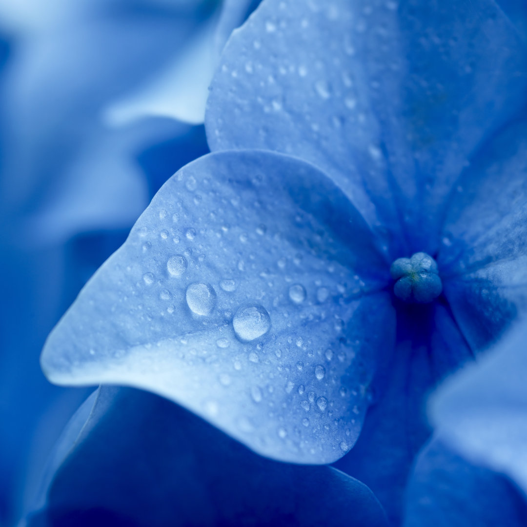 Nahaufnahme einer blauen Hortensienblüte - Druck