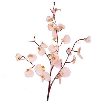 Orchid Arrangement