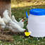 6Pcs Arrosoir automatique pour poulets en plastique 3/8 po