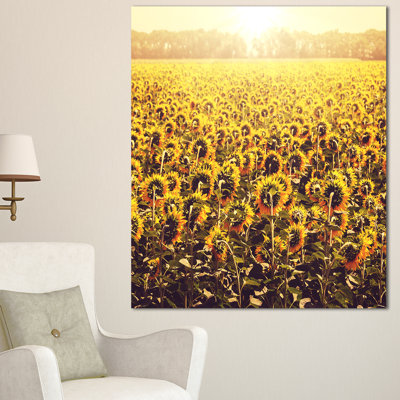 " Blooming Sunflowers At Sunset "