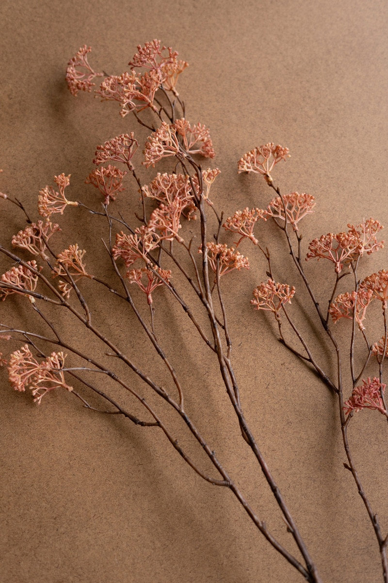 Rice Flower Stems, Pink