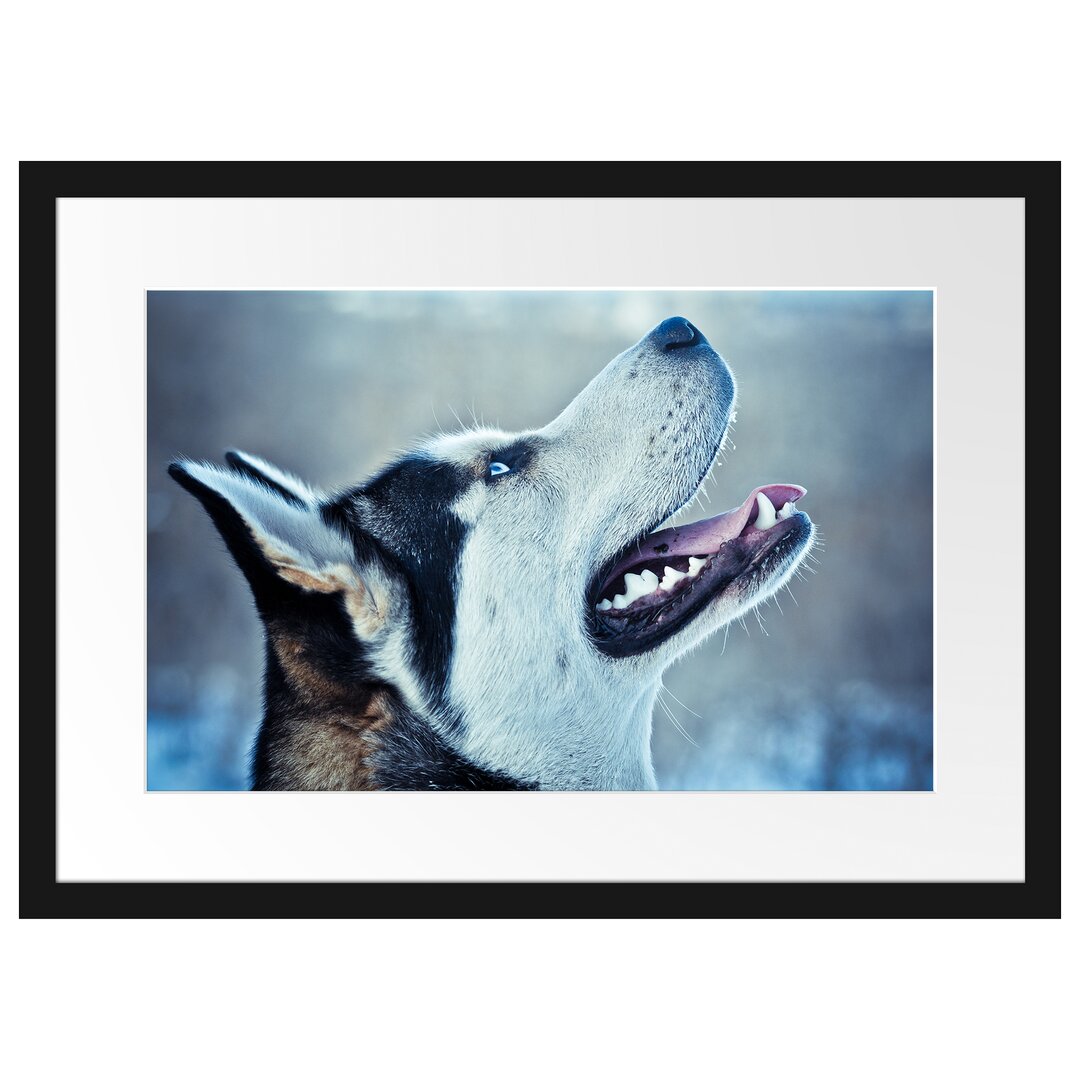 Gerahmtes Poster Husky von der Seite