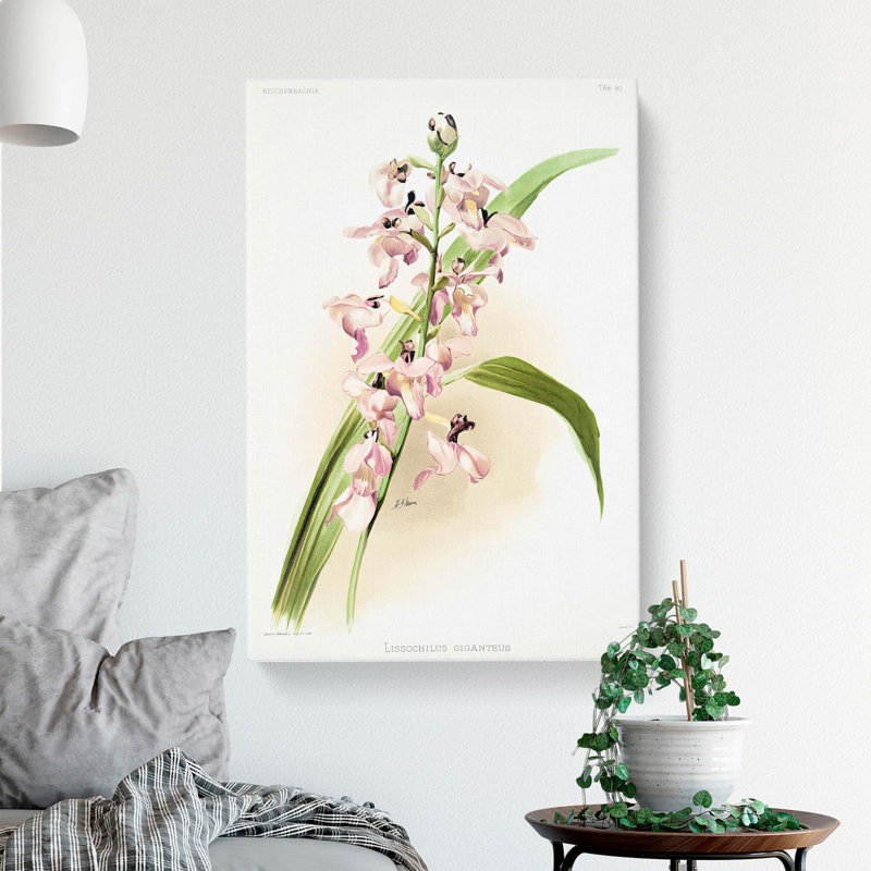 Magnolia Flowers Illustration Tab. 80 by Frederick Sander - Wrapped Canvas, 60cm H x 40cm W x 3cm D