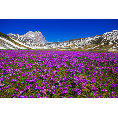 Crocus Vernus at Campo Imperatore - Abruzzo - Photographie sur toile tendue