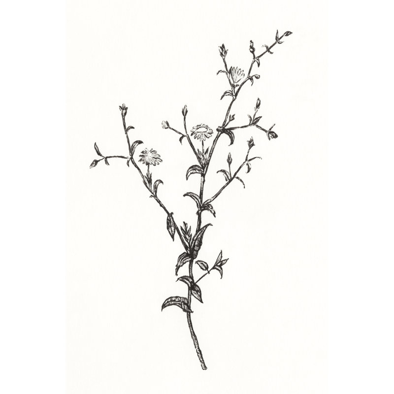Croquis de fleurs sauvages II, H 30 po x l 20 po