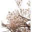 30'' Lighted Trees & Branches