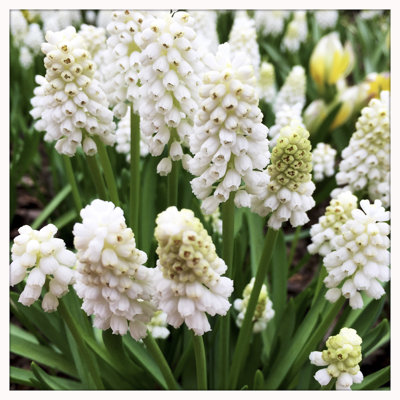 Jacinthe raisin blanc dans le jardin au printemps par Bgwalker