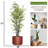72 " H Faux Bamboo Tree in Fiberstone Planter