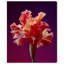 Taffeta Twilight I Print by Oliver Gal-1936432514-1936432535