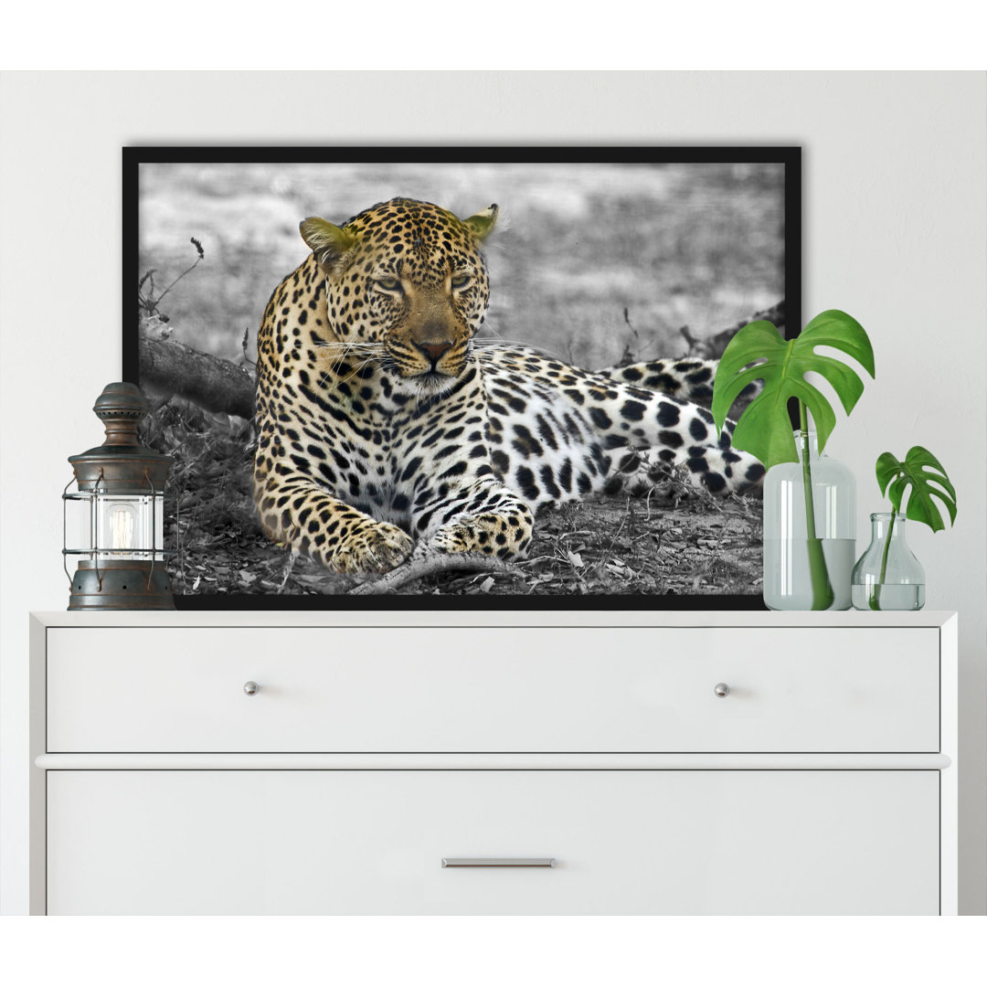 Gerahmtes Poster Schöner Leopard Liegt im Laub