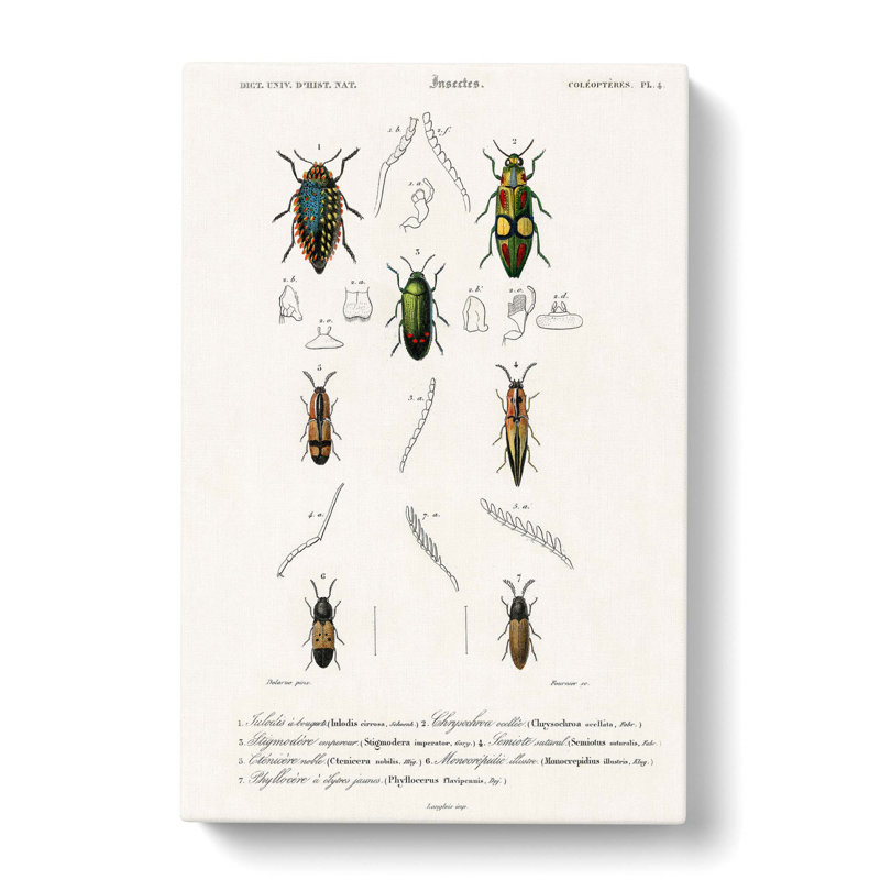 Beetle Illustration PL. 4 by Charles D' Orbigny - Wrapped Canvas Painting, 60cm H x 40cm W x 3cm D