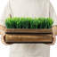 Fausse plante artificielle en bois