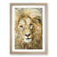 The Face of a Lion - Picture Frame Painting Print-56738868-56738867