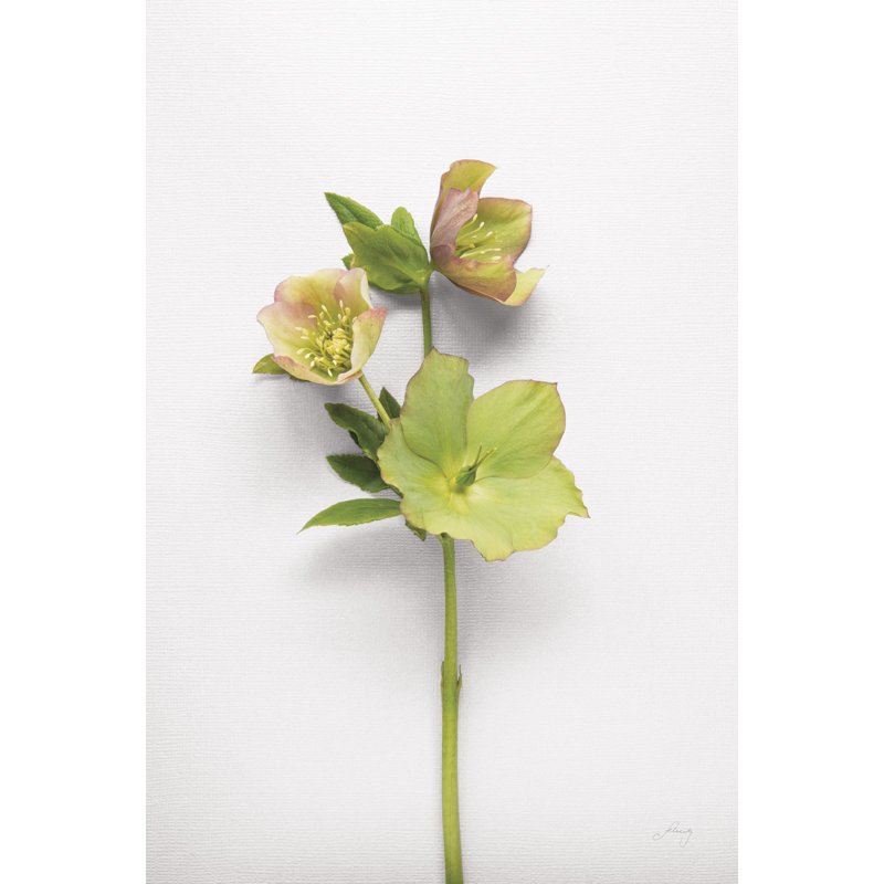 Hellebore Study I, H 30 po x l 20 po x P 1,25 po