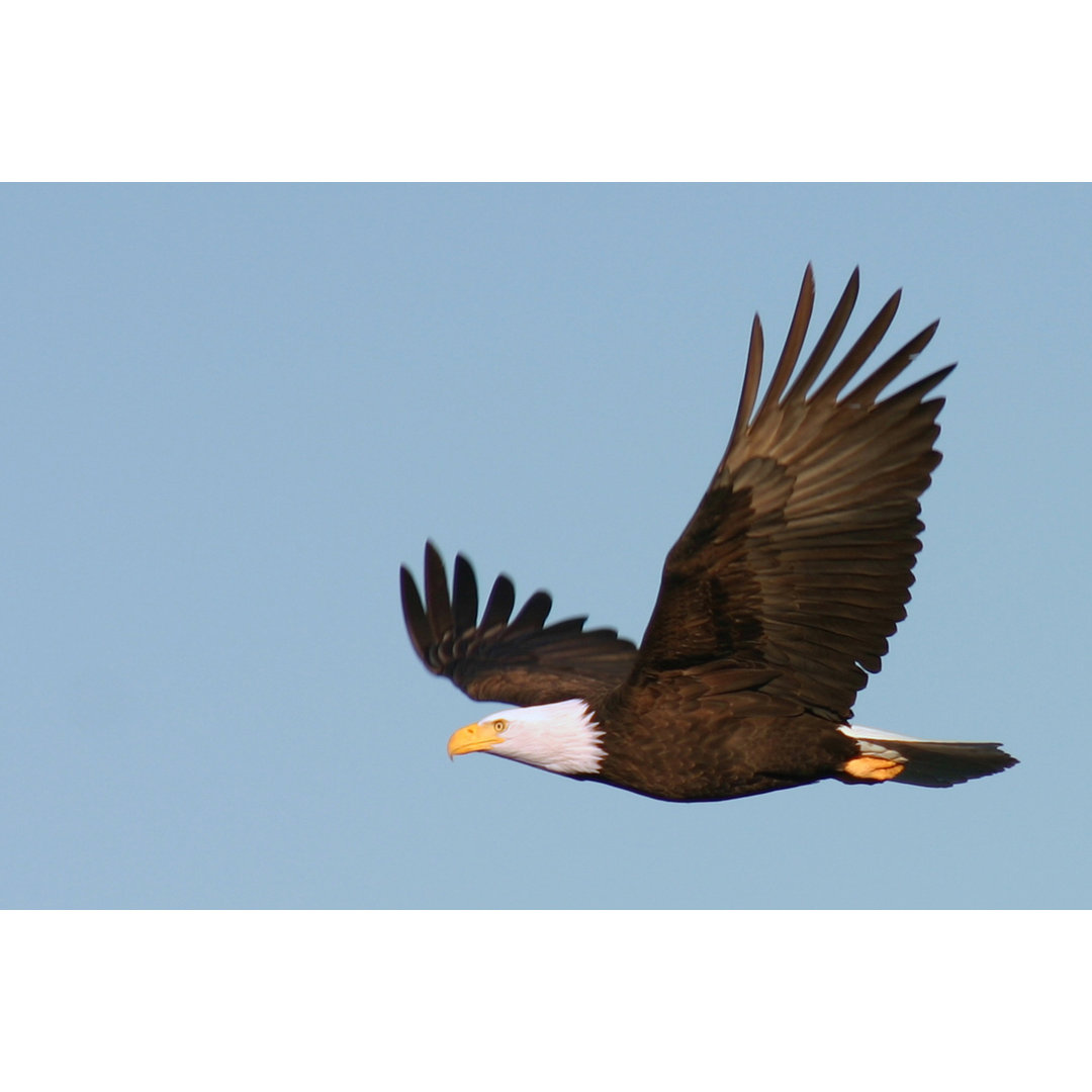 Weißkopfseeadler von Strevens - Kunstdrucke