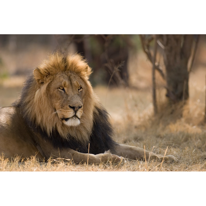 The Lion Boss by Cay-Uwe, 32" H x 48" W