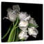 Tulipes Harnek-109204874