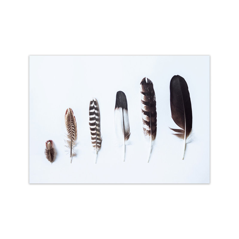 Feathers II 1 Piece Wall Art, 21cm H x 30cm W x 1cm D, Unframed