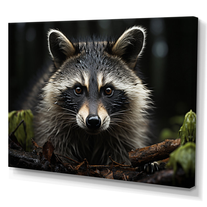 Curious Raccoon II sur impression sur toile, H 30 po x l 40 po x P 1,5 po, Toile tendue