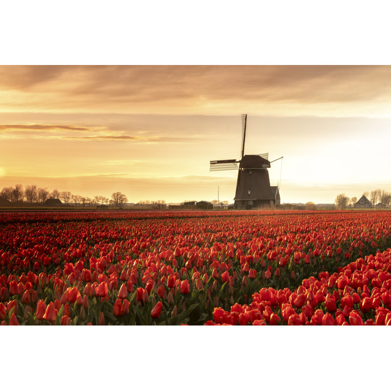 A Field Of Tulips At Sunset by Davidemottarella - Wrapped Canvas Print, 81cm H x 122cm W x 3.8cm D