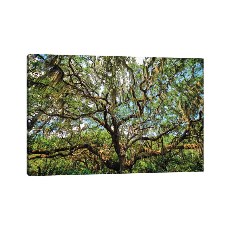 Live Oak Tree Canopy with Spanish Moss, Charleston, South Carolina 1 Piece Wrapped Canvas Wall Art, 152.5 cm H x 101.5 cm W