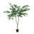 Polyscias Fruticosa Tree-112273774