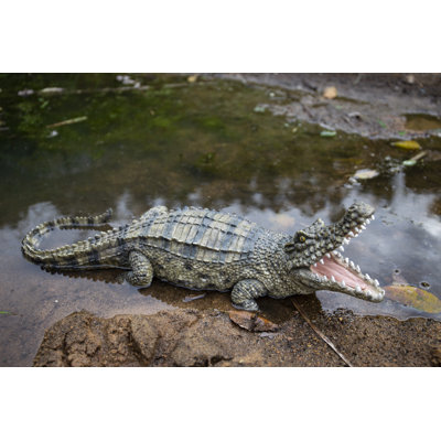 Crocodile avec la gueule ouverte