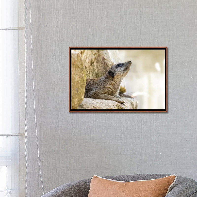 Cute Meerkat In Sunlight - Wall Art Print - Wrapped Canvas, 26" x 18", Framed Canvas, Brown