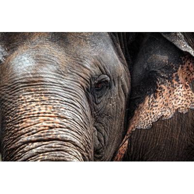 Elephant Close Up by 1001Nights