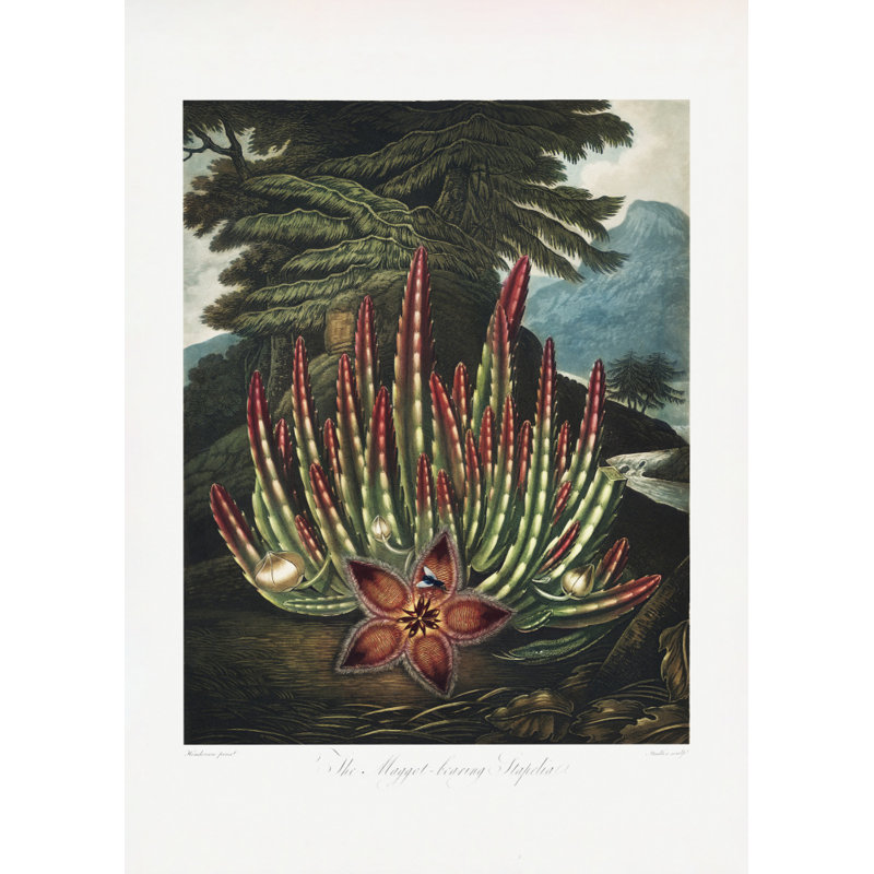 Wrapped Canvas Print, 76.2cm H x 50.8cm W