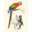 Bayou Breeze DOrbigny, M.Charles Gallery, art sur toile tendue: Birds of Costa Rica III