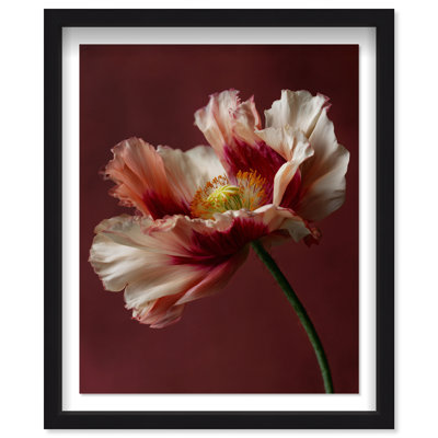 Merlot Blush Blossom I Framed Graphic Art