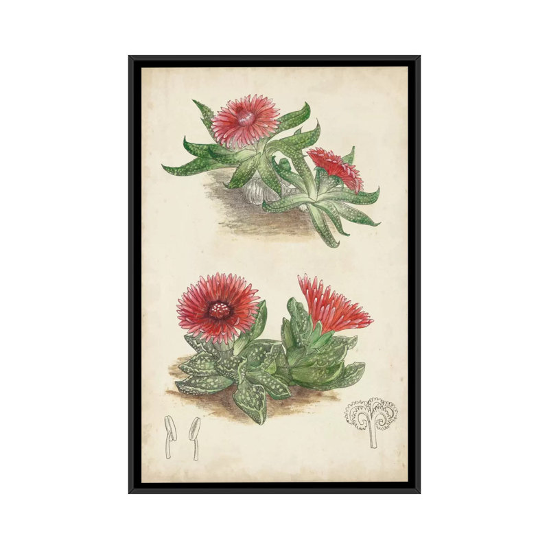 «Antique Cactus V», reproduction sur toile tendue, H 26 po x l 18 po x P 1,5 po, Toile encadrée noire, Pas de tapis