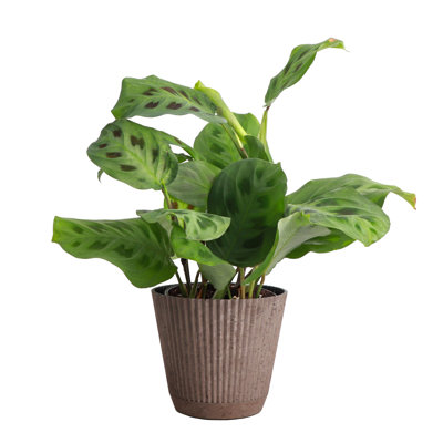 Thorsen's Greenhouse Live Green Prayer Plant in Ruffle Pot, 4-inch Diameter