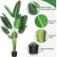 Plant-706849846