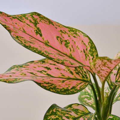 House Plant Shop Live Foliage Plant Low Maintenance Plant Rattan