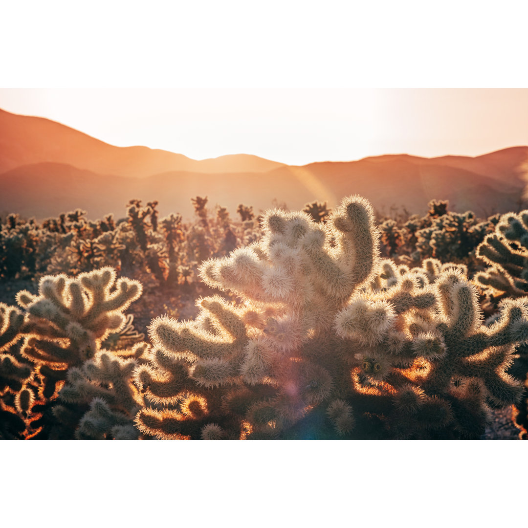 Cholla Cactus Garden von Wildroze - Kunstdrucke auf Leinwand