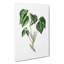 Poison Ivy Illustration - Wrapped Canvas-55322658