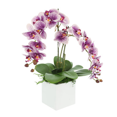 Polysilk Orchid Arrangement in Pot
