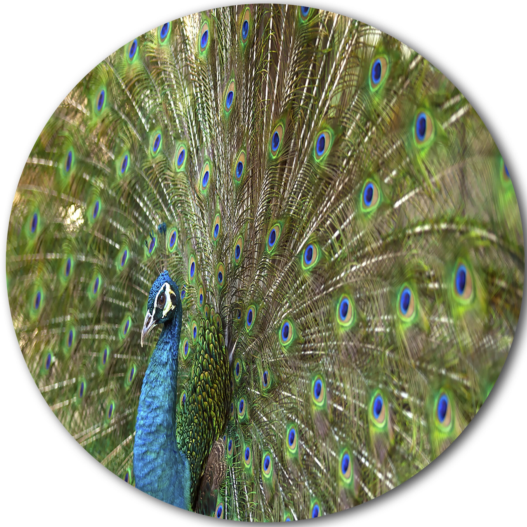 Single Male Peacock tail Feather against colorful For sale as Framed  Prints, Photos, Wall Art and Photo Gifts