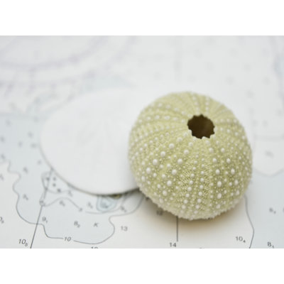 " Nautical Urchin " by Savanah Plank