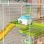 Hamster Cage with Exercise-102423138