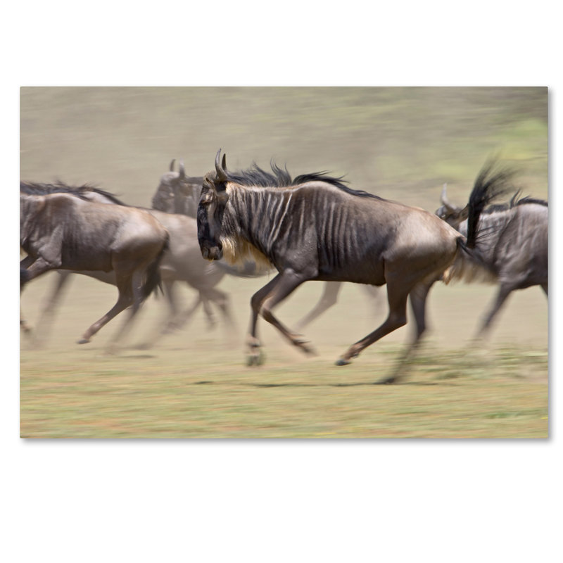 Robert Harding Animals Running Canvas Photography Art