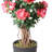 44" Multi Vine Trunk Azalea Flowering Tree in Pot