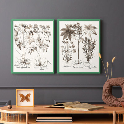 Impression encadrée sépia Besler Botanicals V-Premium - prête à être accrochée - aucun clou requis - aucun clou requis