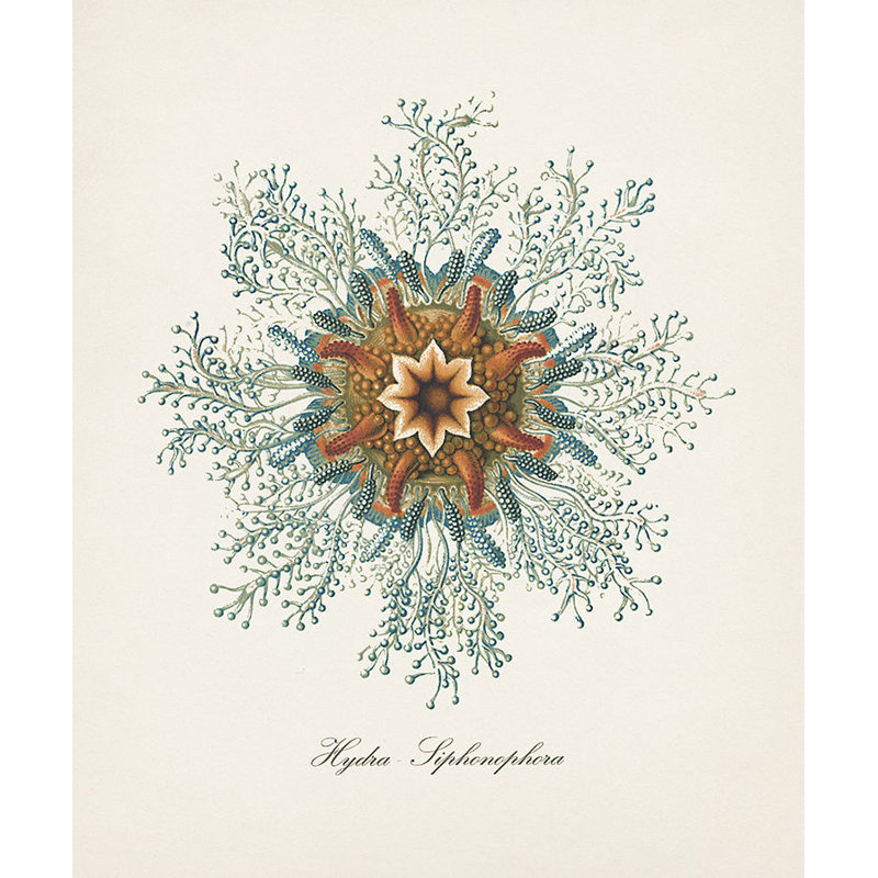 Nautical Art V Print by Sofia Fox, Outdoor, 28" H x 24" W x 1.5" D